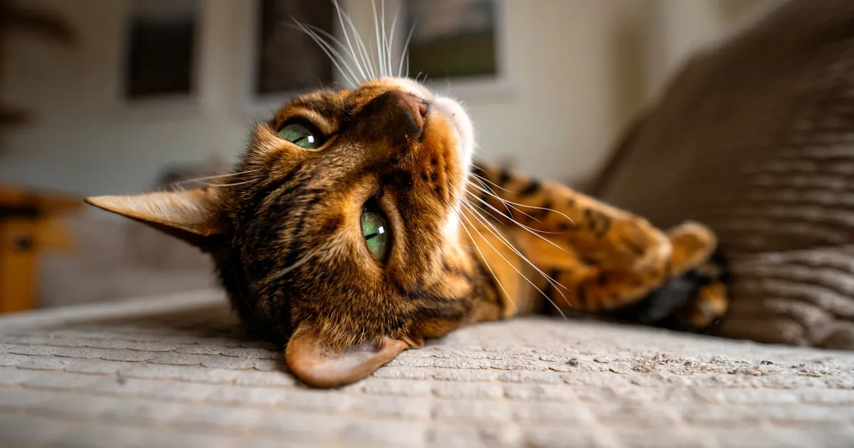 Spotted Bengal cat