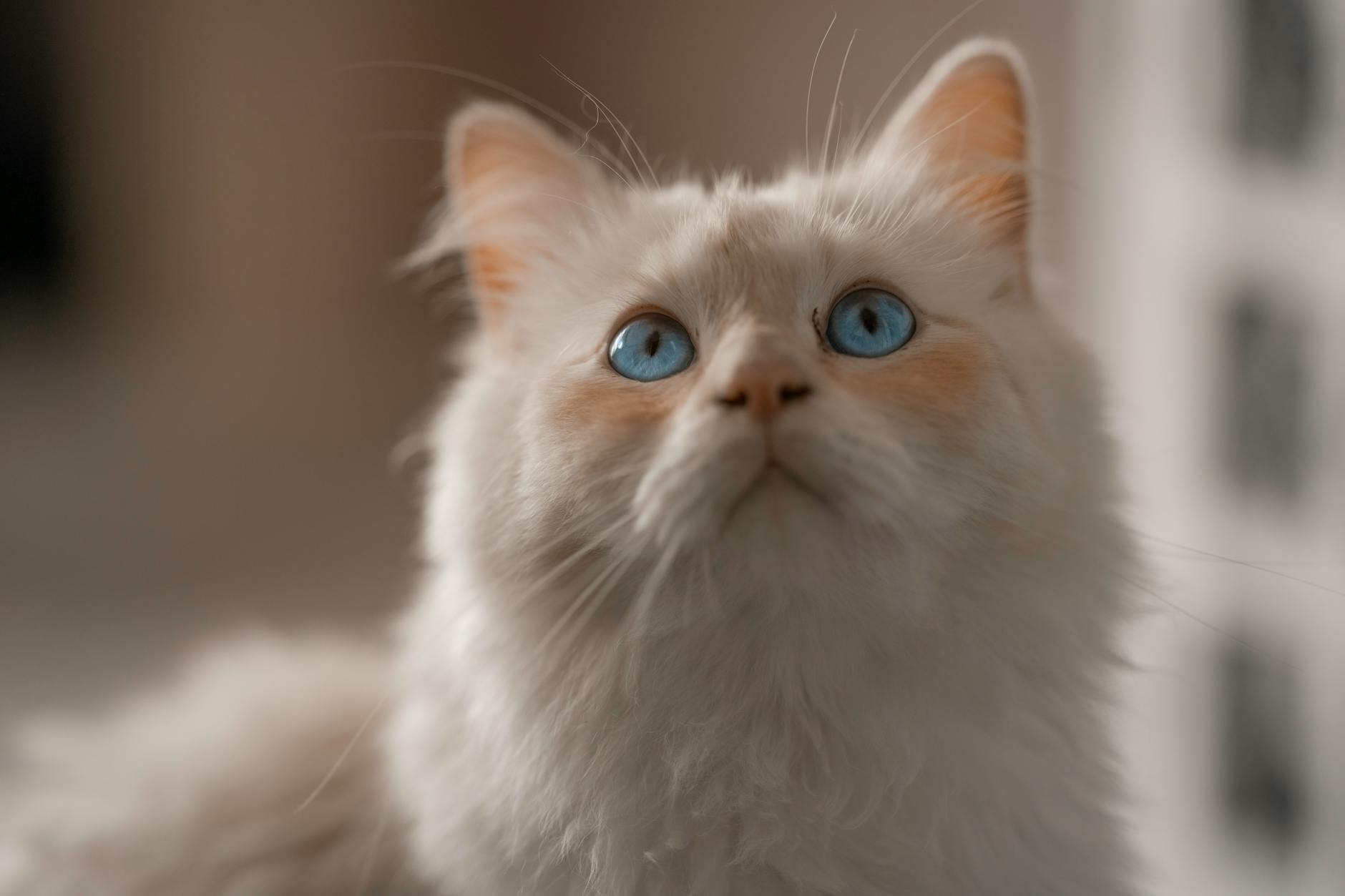 Birman cat with blue eyes and white gloved paws