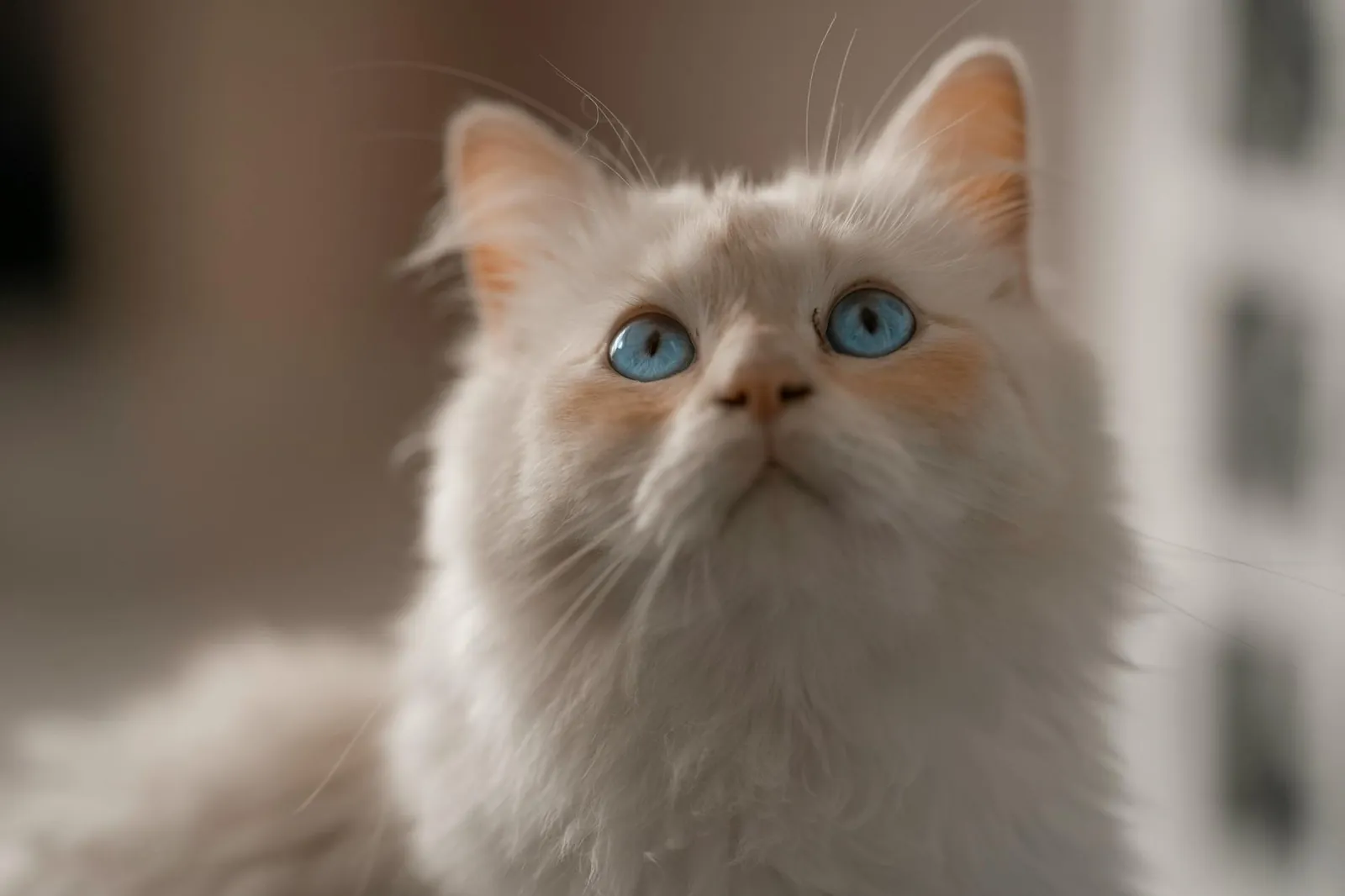 Birman cat with blue eyes and white gloved paws