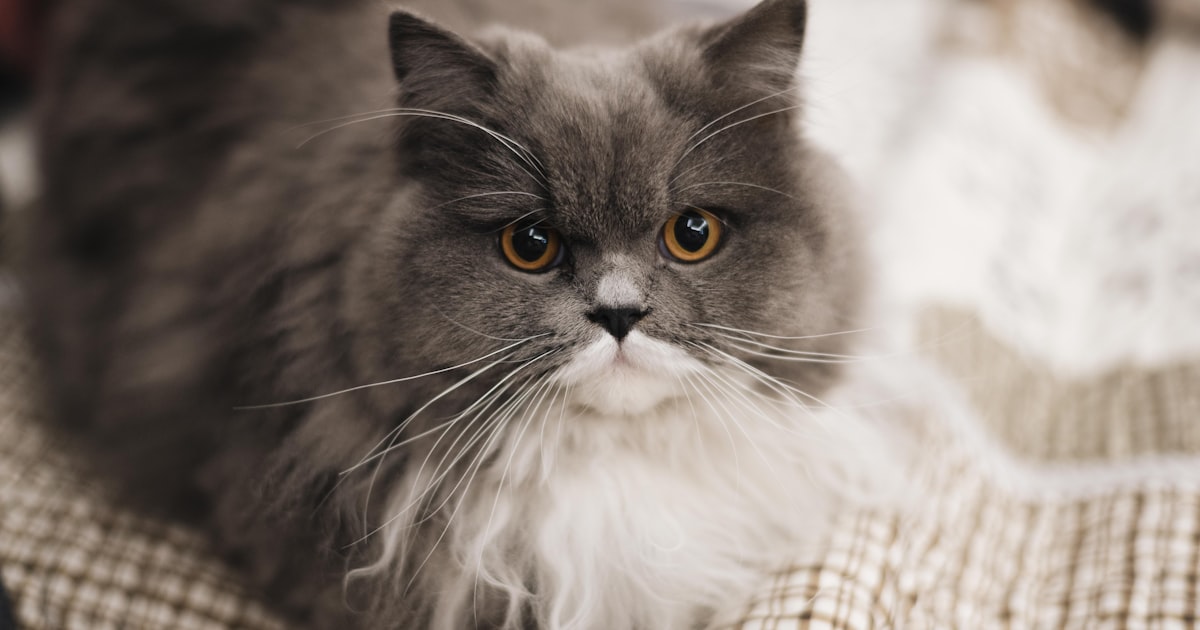 British Shorthair cat