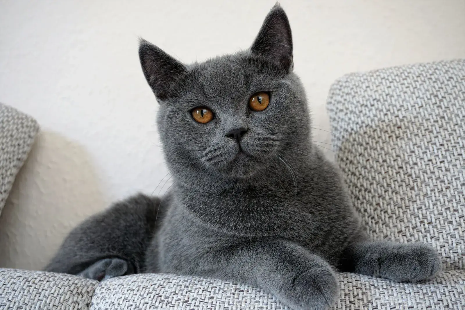Blue-grey British Shorthair cat