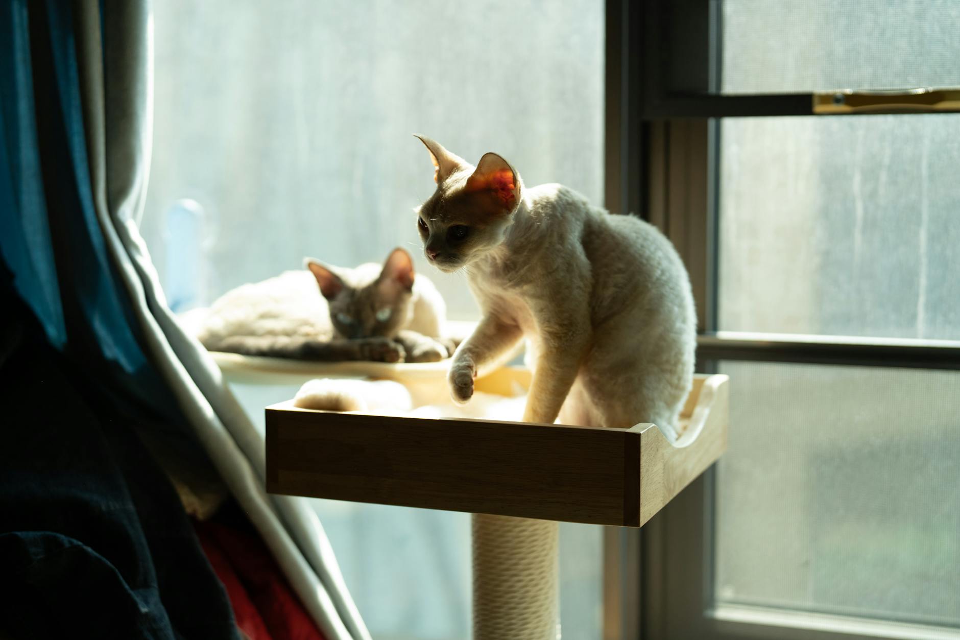 Devon Rex cats with curly coats and large ears
