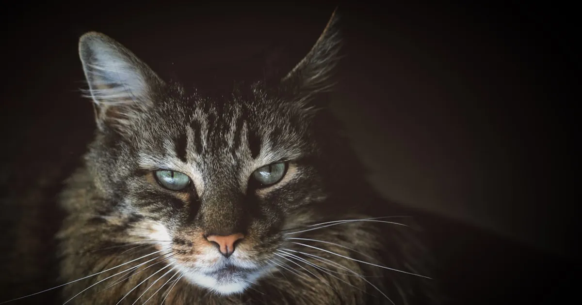 Long-haired Maine Coon cat