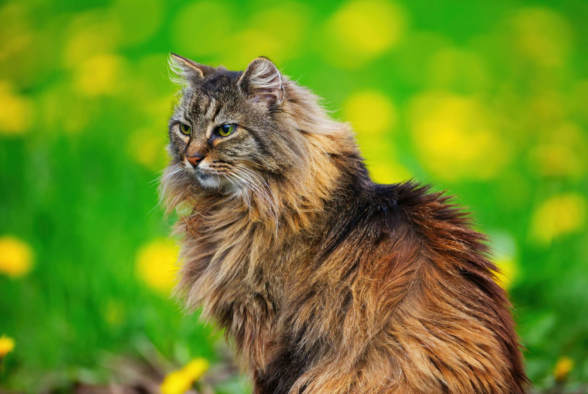 Norwegian Forest Cat with long double coat in a meadow