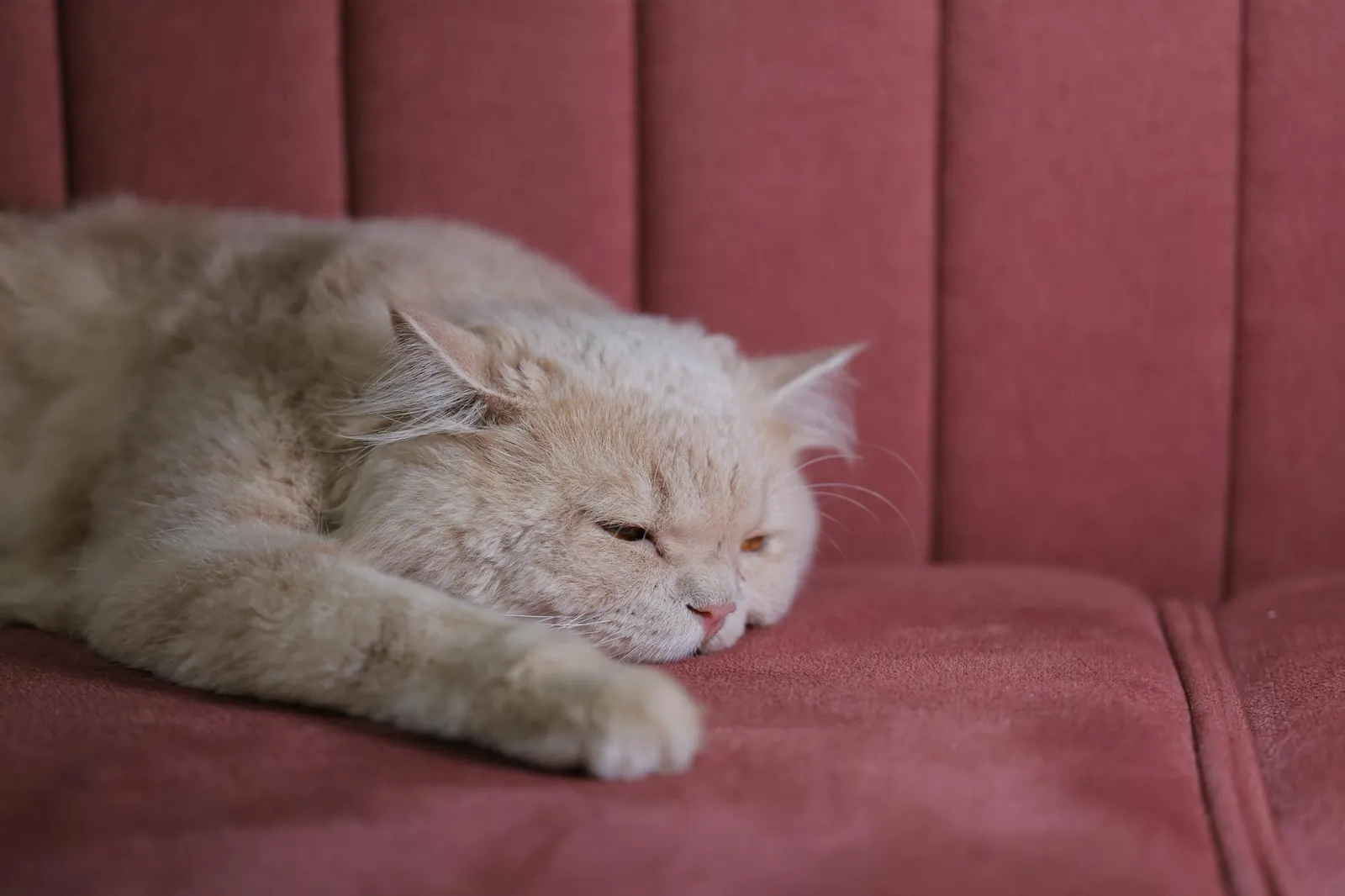 Persian cat with long fluffy coat