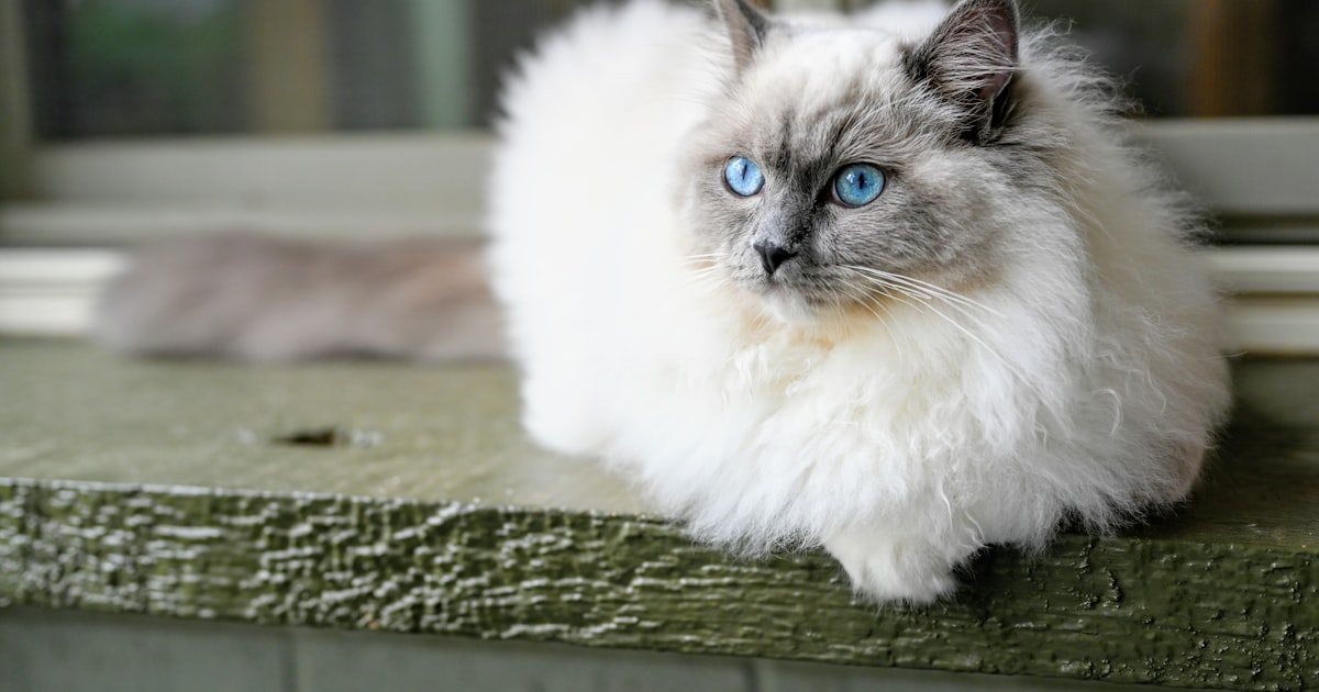 Ragdoll cat