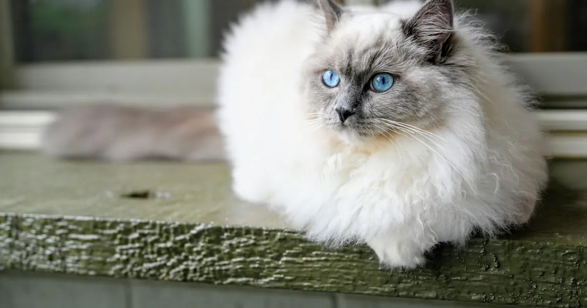 Blue-eyed Ragdoll cat