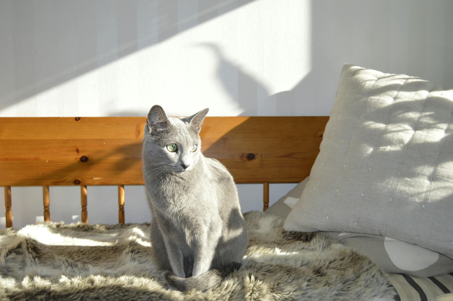 Russian Blue cat with silver-grey coat and green eyes