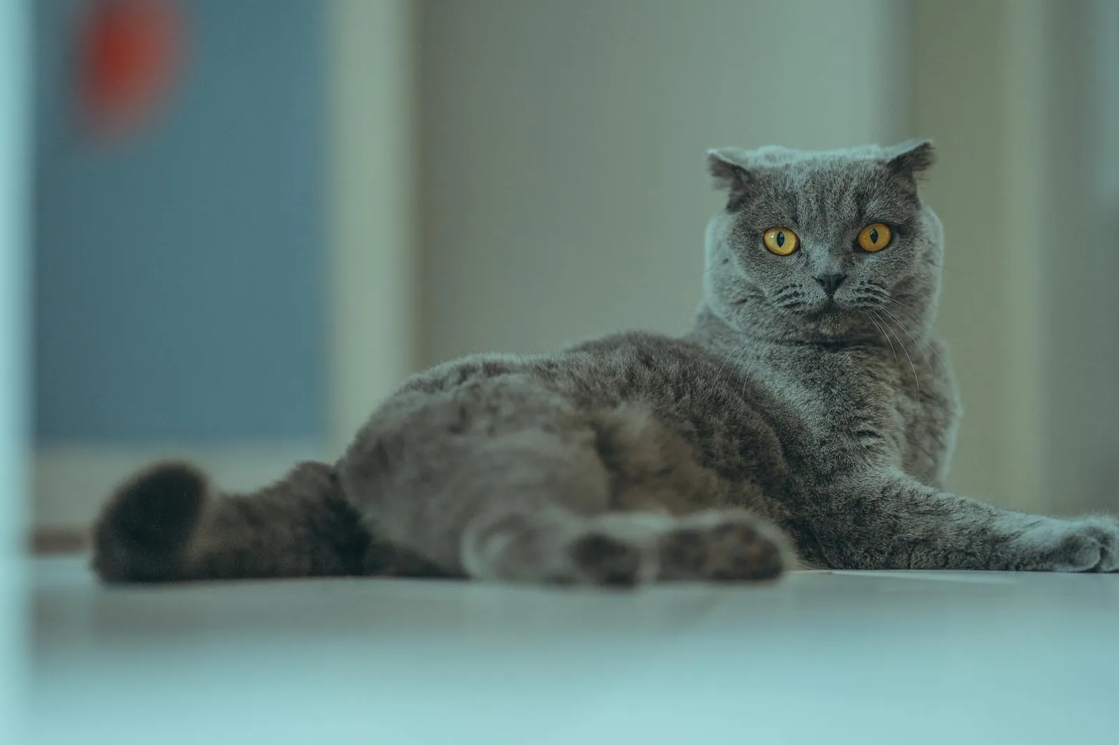 Scottish Fold cat with folded ears