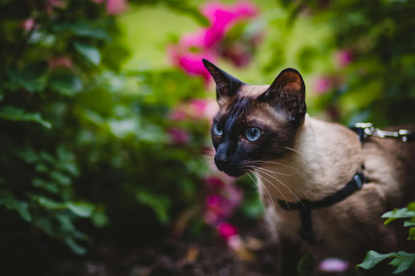Seal point Siamese cat