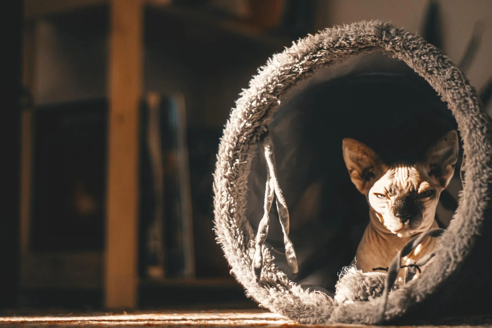Sphynx cat with hairless skin relaxing indoors