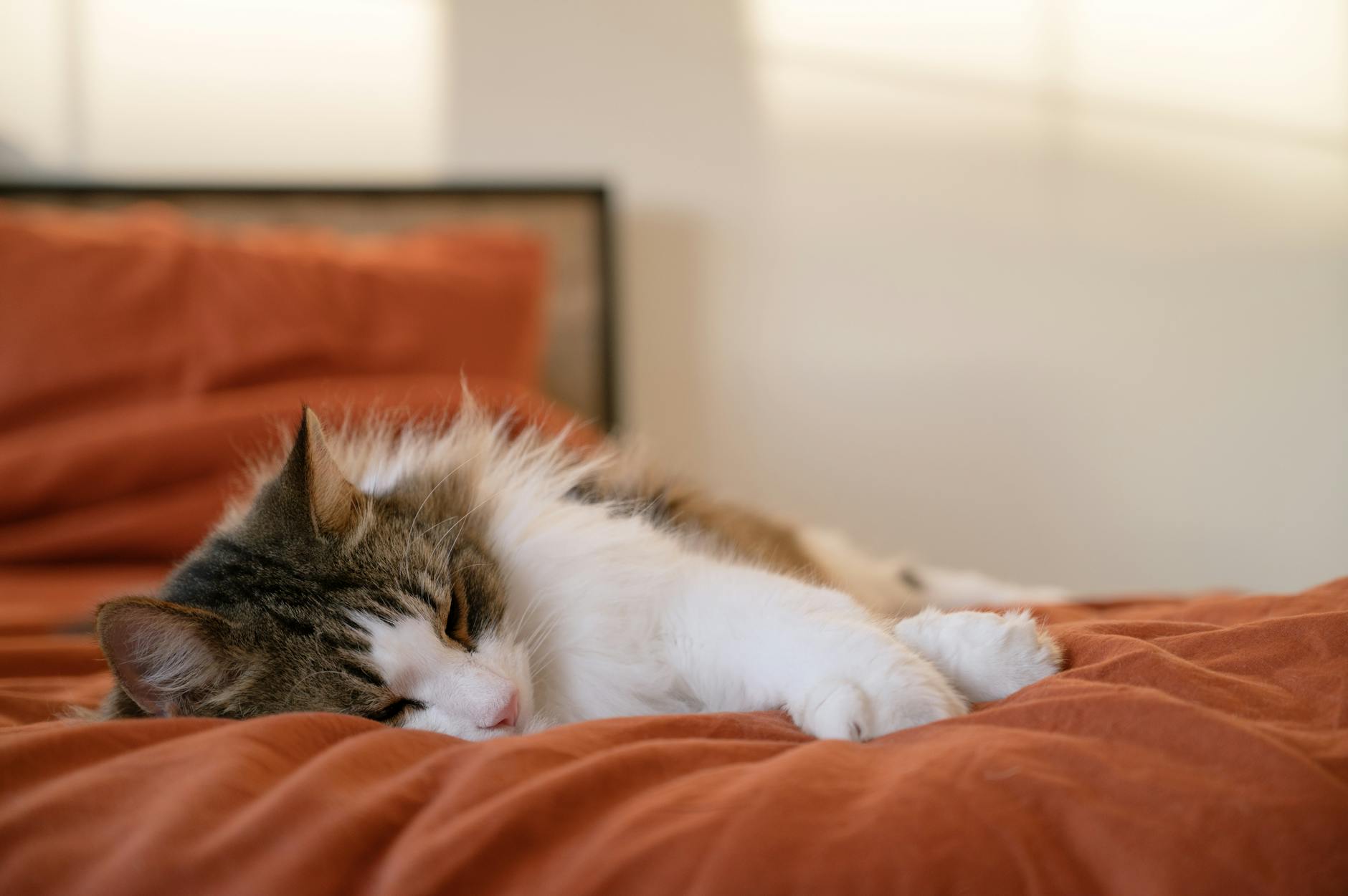 Fluffy cat sleeping comfortably in a warm cushioned bed in soft indoor light