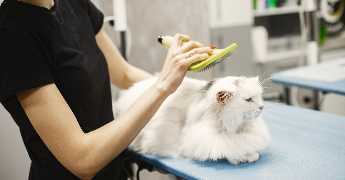 Long-haired cat being gently brushed with a slicker brush