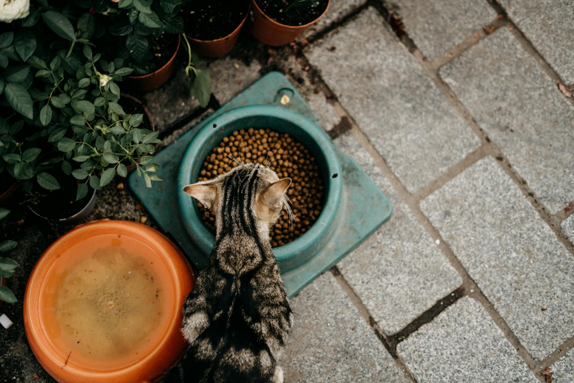 Tabby cat eating dry food from a ceramic bowl beside a house plant