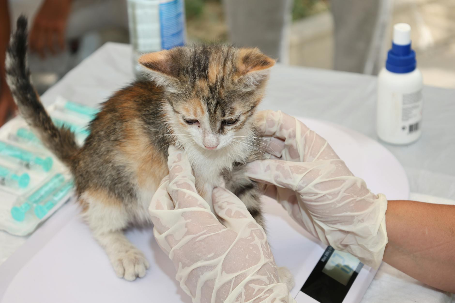 Kitten being examined on a veterinary table, highlighting the value of cat insurance for vet bills