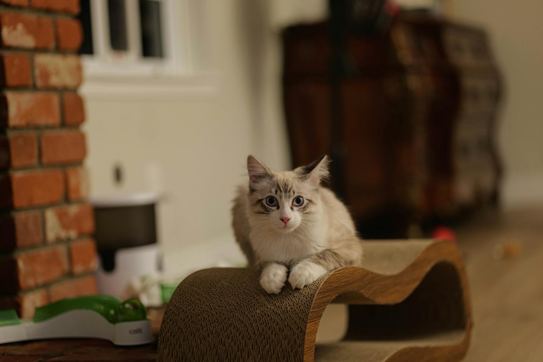 Cat relaxing on a cardboard scratch pad in a sunlit indoor setting