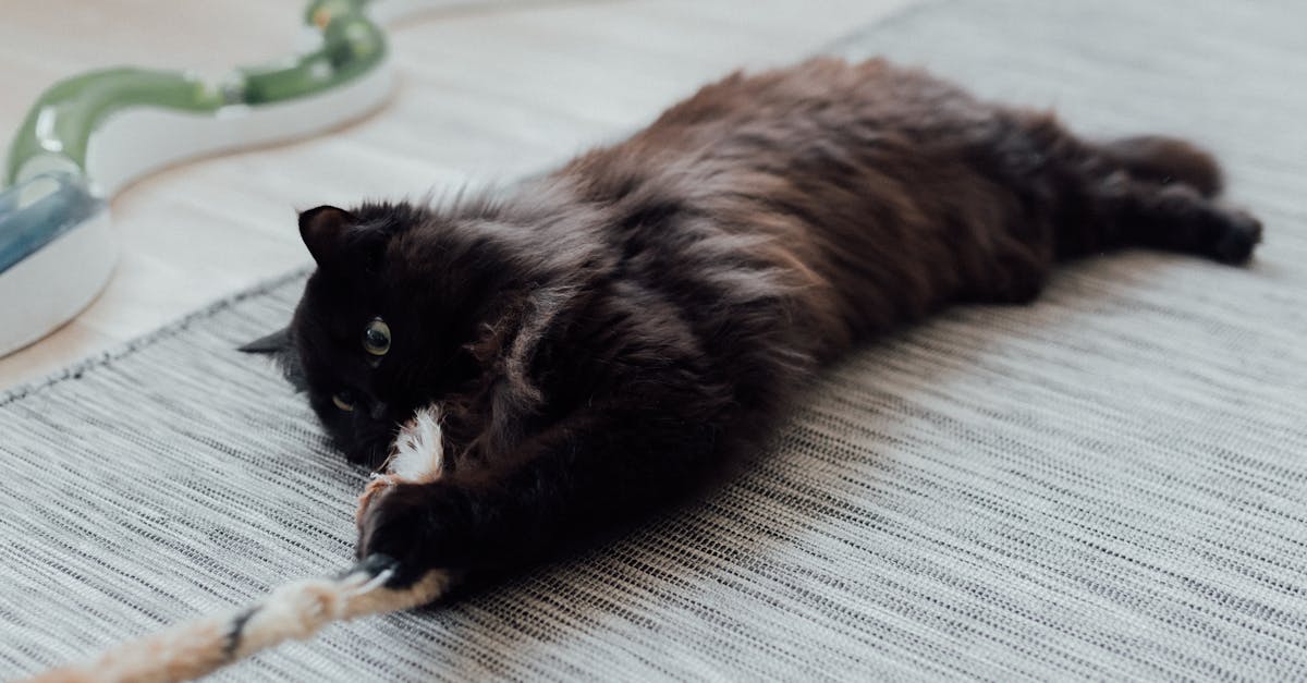 Cat mid-pounce on a feather wand toy in a bright living room
