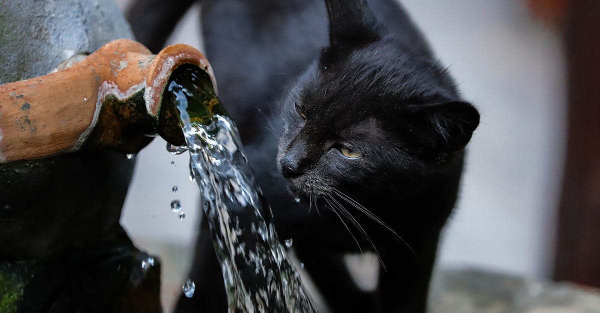 Cat drinking from a flowing ceramic water fountain