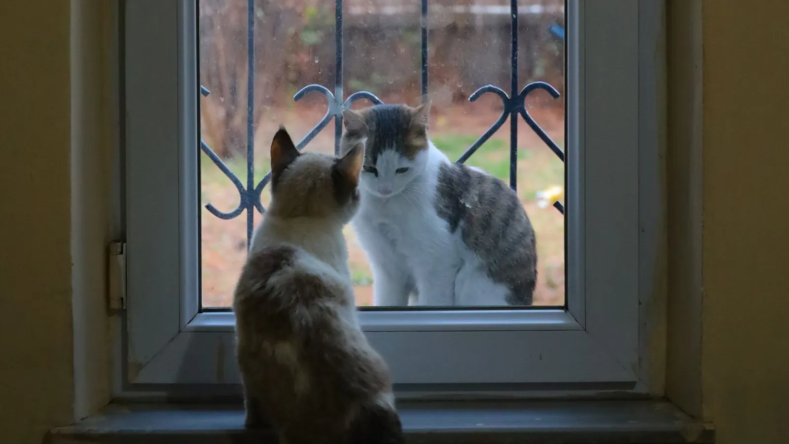 Cat on a windowsill indoors facing a neighbour's cat through the glass