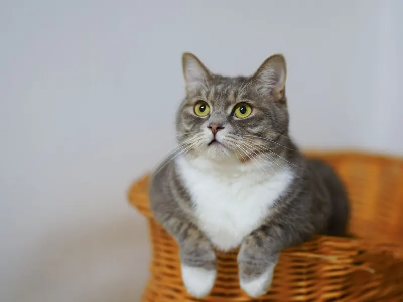 Shorthaired tabby cat sitting in a woven basket