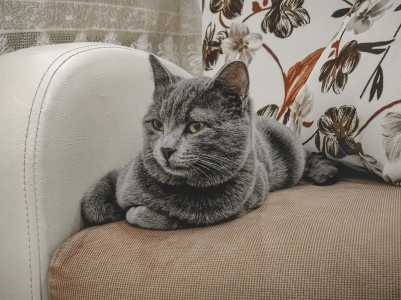 Grey cat stretched out on a patterned sofa