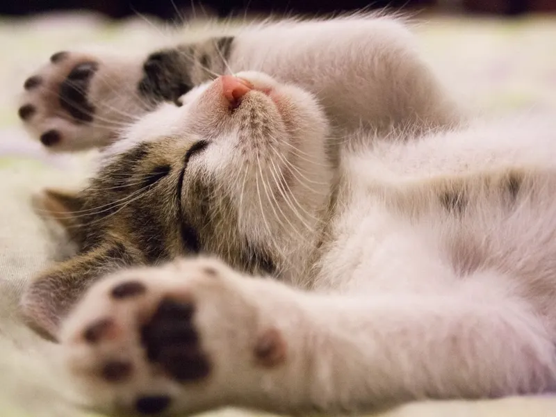 Close-up of a kitten asleep on a soft blanket