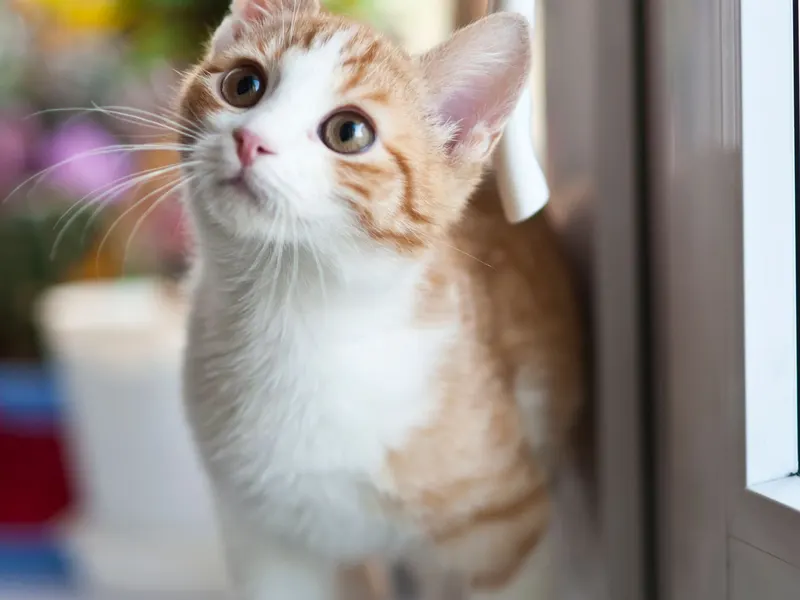 Orange tabby kitten looking out of a window
