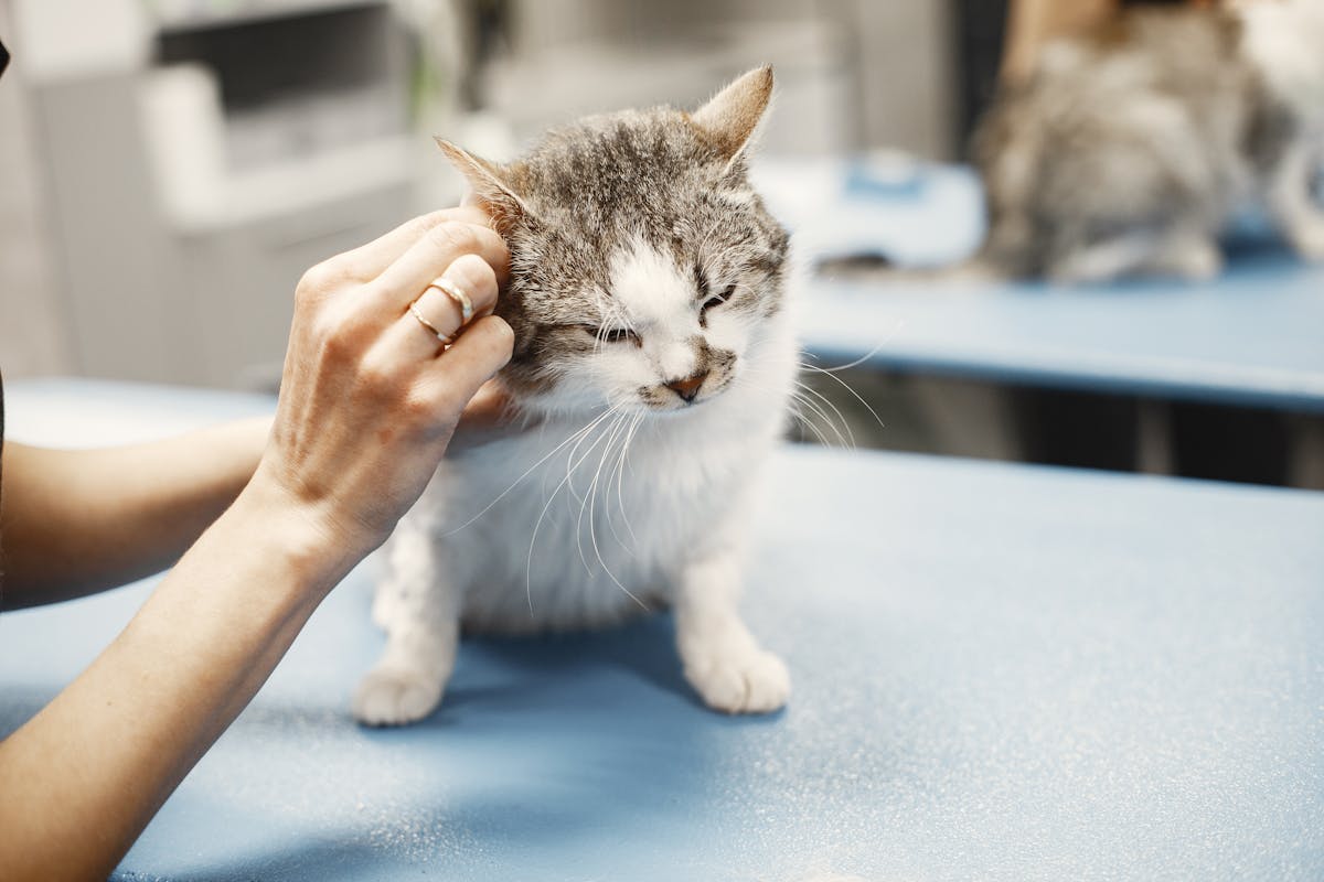 Cat being examined by a veterinarian, illustrating the real costs of vet care that pet insurance aims to cover