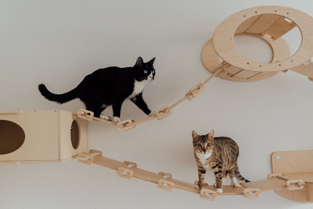 Cats exploring an indoor play area, highlighting the importance of creating a safe environment for curious felines