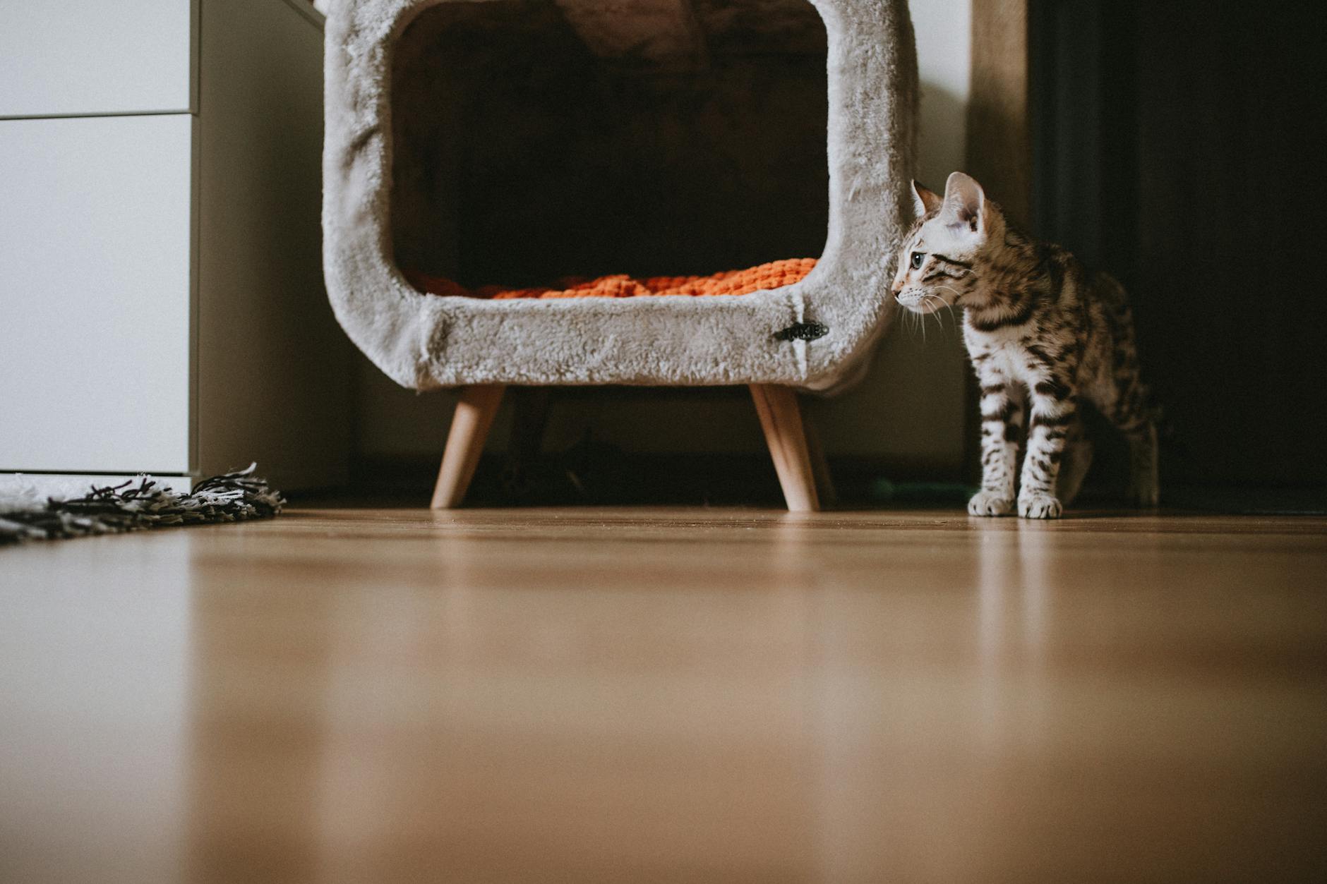 Kitten in a modern apartment interior beside a soft pet bed