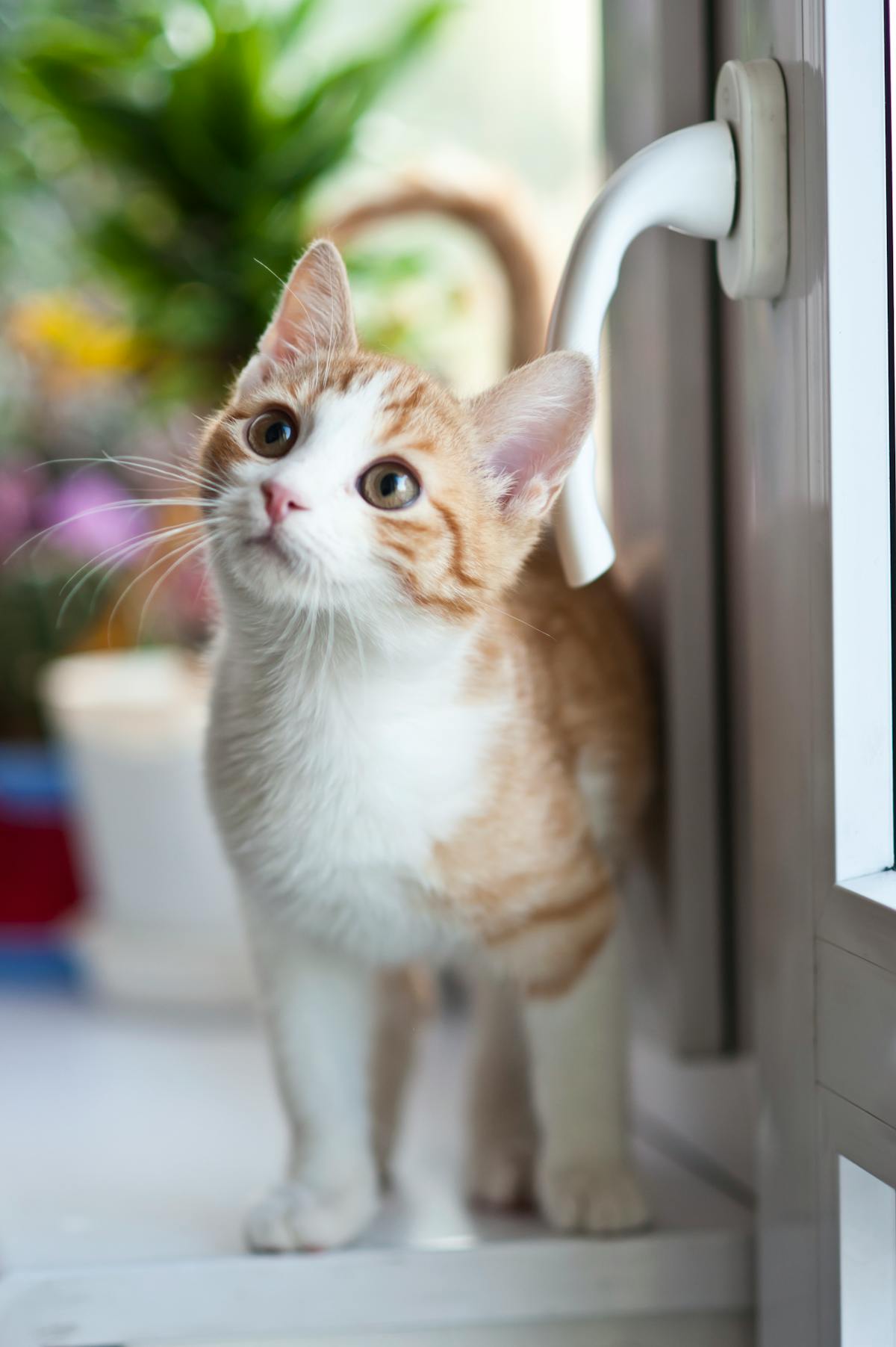 Orange tabby cat sitting on a windowsill looking out at the garden, caught between the indoor and outdoor worlds