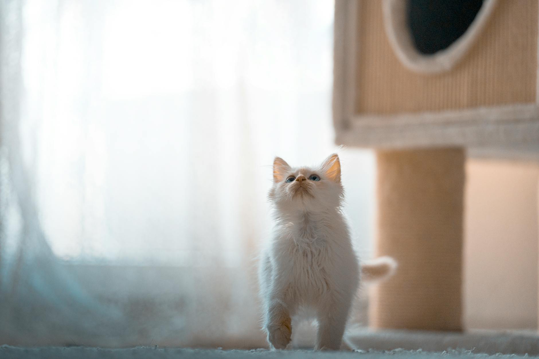 White kitten exploring a cosy home environment near a cat tree