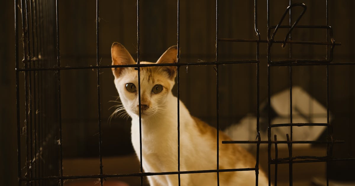 Cat sitting in a shelter cage looking towards the camera, waiting for adoption