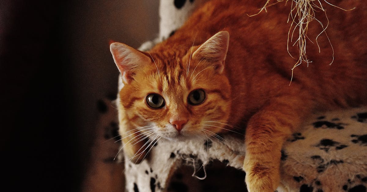 Orange tabby cat relaxing contentedly on an armchair