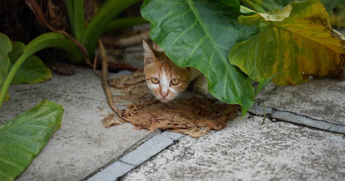 Cat peering cautiously from behind foliage, looking alert and wary