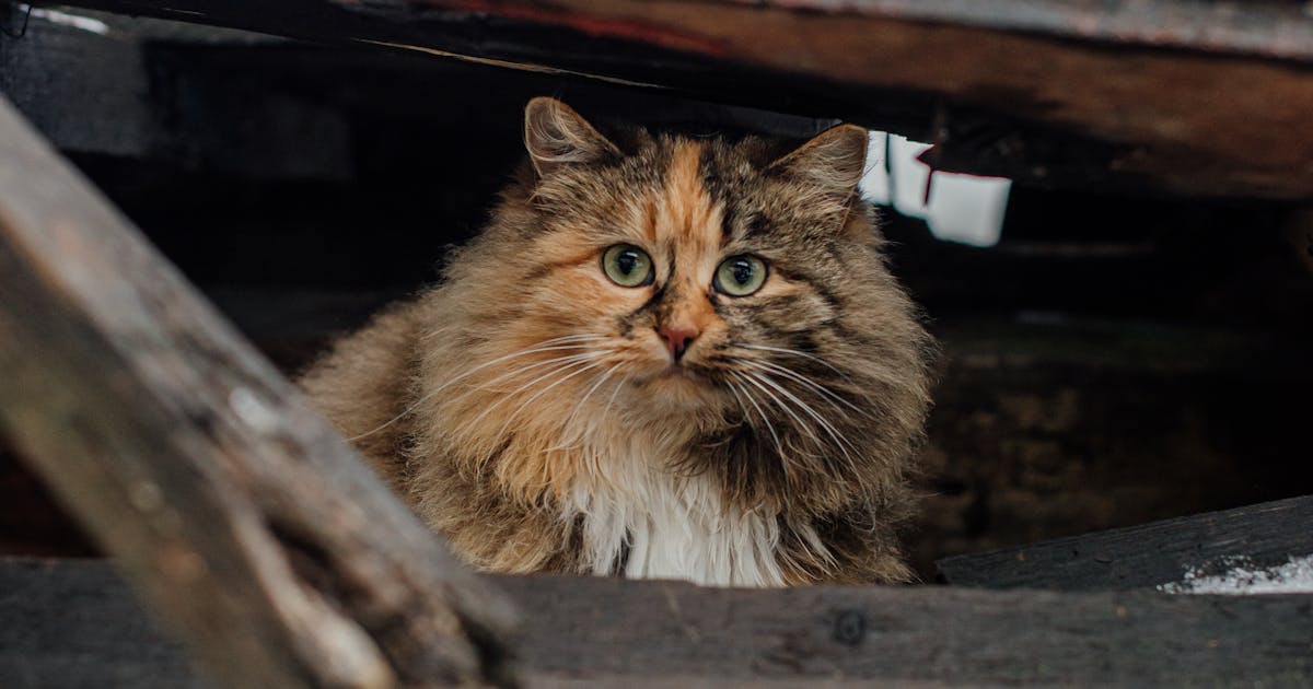 Cat hiding cautiously, peering out from a sheltered spot