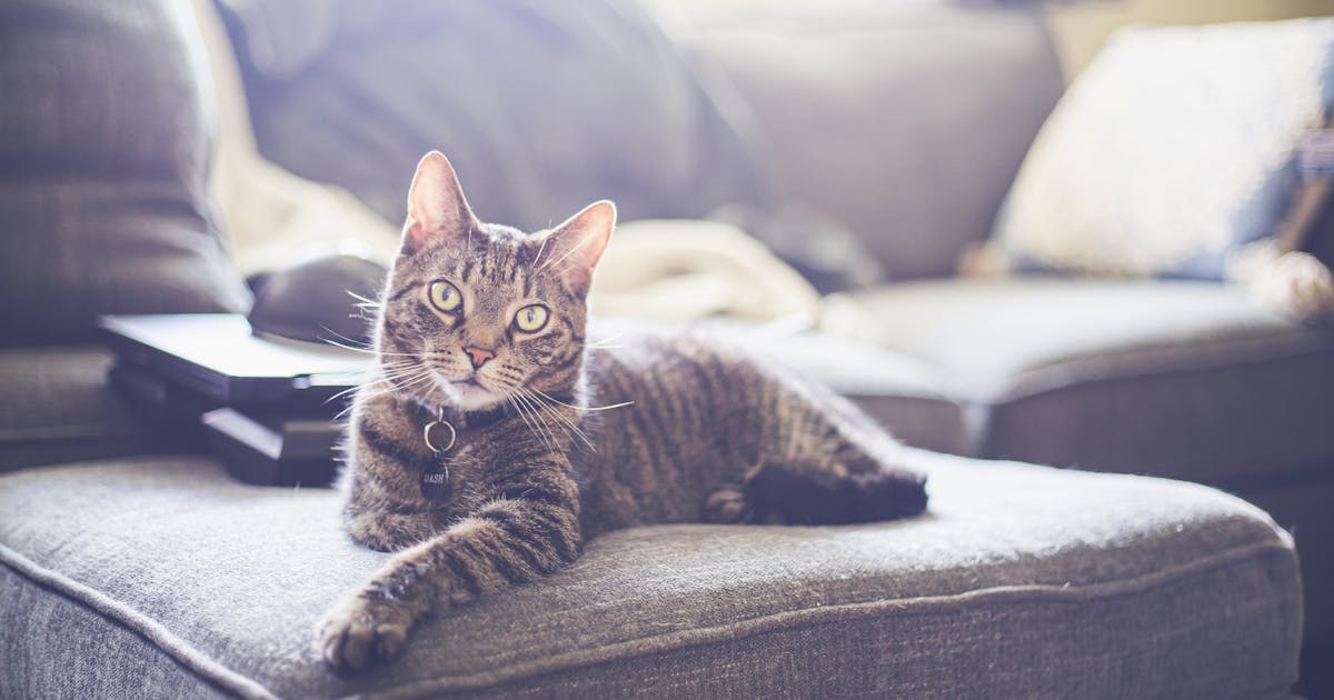 Adult cat lying comfortably on a couch, relaxed and at home
